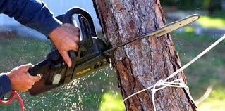 Best Tree Trimming and Pruning  in Rifle, CO