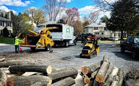 Best Fruit Tree Pruning  in Rifle, CO