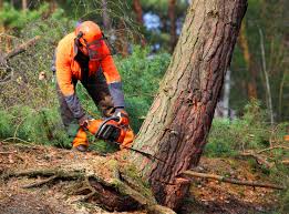 Best Tree Mulching  in Rifle, CO