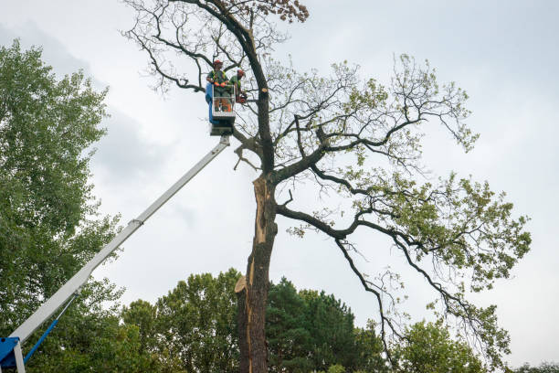 Rifle, CO Tree Services Company