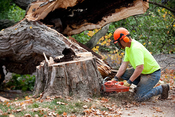 How Our Tree Care Process Works  in Rifle, CO