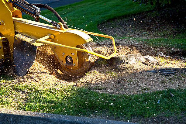 Leaf Removal