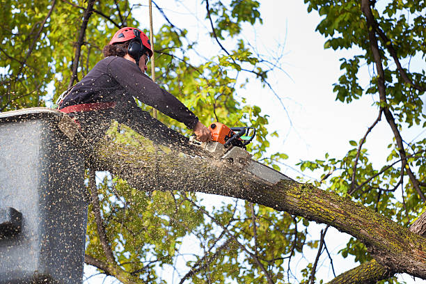 Best Root Management and Removal  in Rifle, CO