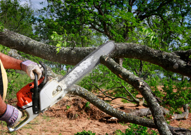 Best Lawn Irrigation Installation and Maintenance  in Rifle, CO